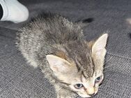 5 Katzen babys - Borchen