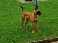 Malinois Hündin mit begleithundeprüfung - Fröndenberg (Ruhr)