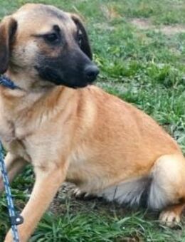 Heidi sucht ein Plätzchen - Olsberg