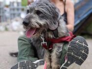 Flauschbär Wolle sucht seine Familie - München