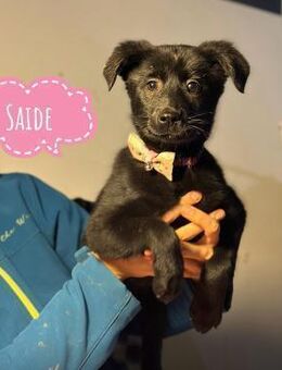 Saide ein freundliches Mädchen - Flörsheim-Dalsheim