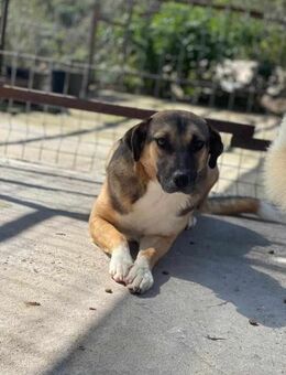 JOSIE sucht liebevolles Zuhause - Neuberg