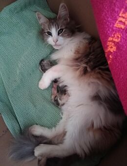 Norwegische Waldkatze - Maine Coon Kitten. - Schüttorf