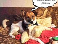 OLIVER - liebe & soziale Fellnase....... - Kempen