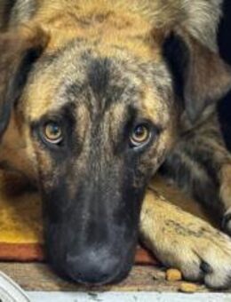 Rocco blickt hoffnungsvoll in seine Zuku - München
