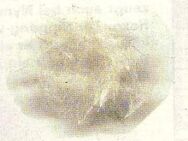 Neu! 4 Entenbürzelfedern Exori CDC Feder Farbe:Weiß I:1g - Kirchheim (Teck) Zentrum