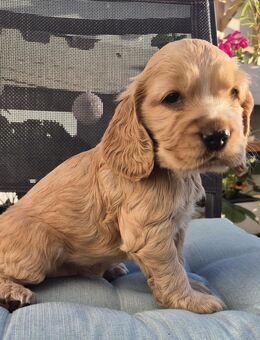 Rote und reinrassige Cocker Spaniel Welpen - Ludwigsfelde