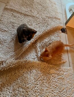 Verkaufe zwei babykatzen - Sankt Egidien