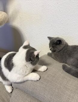 Kitten zuverkaufen - Eisleben (Lutherstadt)