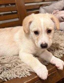 süße Tilly ❤️ möchte mit dir spielen - Velbert