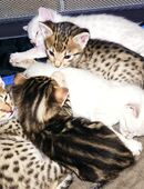 Savannah F 5 SBT mit Stammbaum/Papiere aus deutscher Zucht in 35463