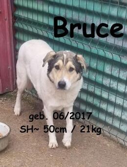 Bruce: tapferer Kämpfer - Rinteln