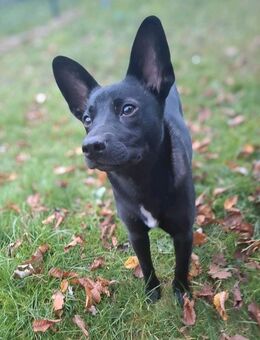 Terri-kleine Frohnatur sucht großes Glück - Schleswig