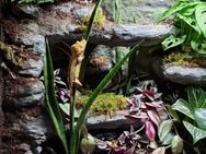🦎 Kronengecko mit hochwertigem Terrarium abzugeben - Nürnberg Zentrum