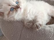 Maine Coon / Perser Mix Kitten, Katzenbabys, Babykatzen, Katzenkinder, cats - Berlin Steglitz-Zehlendorf