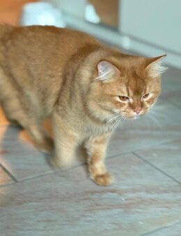 Katze sucht neues Zuhause Main Coon BKH Mix - Mainhardt