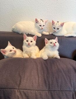 Katzenbabys Kitten EKH Europäisch Kurzhaar - Alzey Zentrum