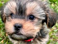 Wunderschöne Shih-Tzu x Yorkshire Terrier Welpen –auch für Allergiker geeignet - Oranienburg