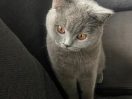 Liebevolle 9 Monate alte BKH-Katze auf der Suche nach einem neuen Zuhause - Gladbeck