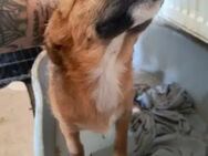 GORDIN ♥ sucht seine Menschen - Duisburg