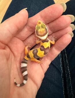 0.1 Leopardgecko Weibchen ENZ 25 - Emsdetten