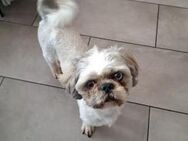 Benji 💙 sucht seine Familie - Kalkar
