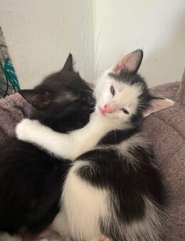 Baby Katzen ( EKH) - Köln
