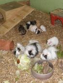 div .Meerschweinchen Buben abzugeben in 24647