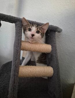 EKH Kitten abgabebereit - Gladbeck