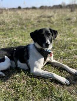 Traumhund sucht sein Glück - Berlin