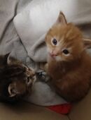 Xxl maine coon kitten reinrassig in 97688