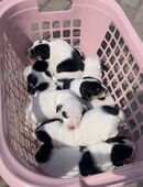 Jack Russell Terrier Welpen – Abgabe ab Ende Oktober in liebevolle Hände 🐾 in 66128