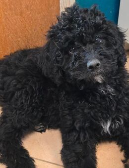 Bernedoodle - Bruckberg (Regierungsbezirk Niederbayern)
