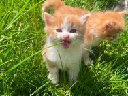 Babykatze/Kitten/Katzenbaby - Ettringen (Bayern)
