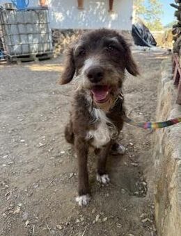 Verspielter und Kluger Wasserhund Boby# - Essen
