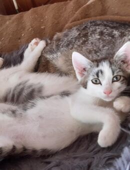 3 kleine Katzengeschwisterchen suchen neues Zuhause - Bodman-Ludwigshafen