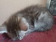 BKH Katzenbabys - Hagen (Stadt der FernUniversität) Eilpe