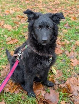 Rumi Freund fürs Leben gesucht 🩷 - München