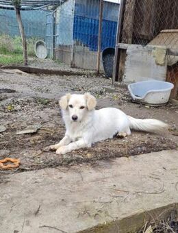 Kleine, liebenswerte Sorana sucht - Leonberg (Baden-Württemberg)