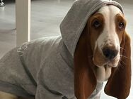 Basset Hound