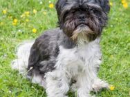 SIR BOBBY - süßer Hundebub - Betzenstein