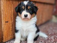 🐾 Australian Shepherd- Mix Welpen suchen liebevolles Zuhause 🐾 - Rhönblick