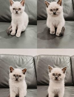 BTK Kitten reinrassig - Mainz