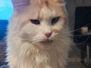 Maine coons weiblich - Wassenberg