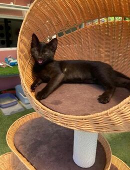 🌸Verspielte Babykatze Kira🌸 - Eislingen (Fils)