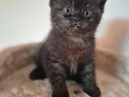 3 BKH Kitten - Neunkirchen (Saarland)