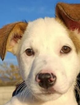 Milka - lebhafte Entdeckerin - Mettmann