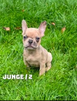 Französische Bulldogge Welpen - Schiffweiler