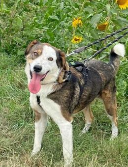 OTTO sucht Geborgenheit 🍀 - Sindelfingen