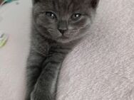 Britische Babykatzen - Essen